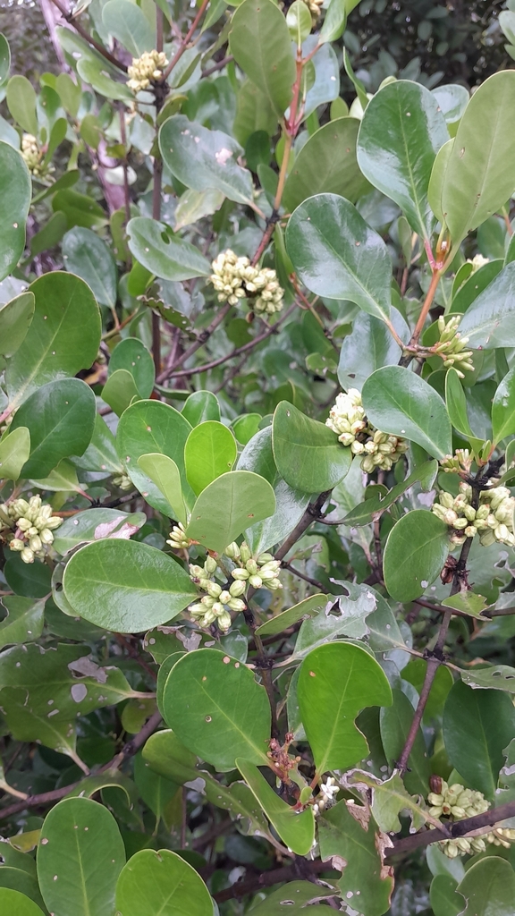 Scyphiphora hydrophylacea (Scyphiphora hydrophylacea)