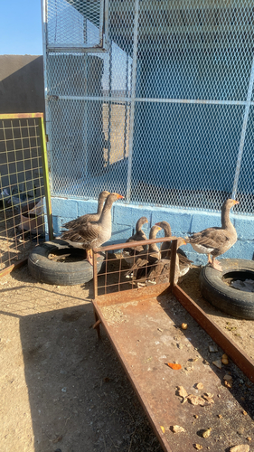 Domestic Greylag Goose