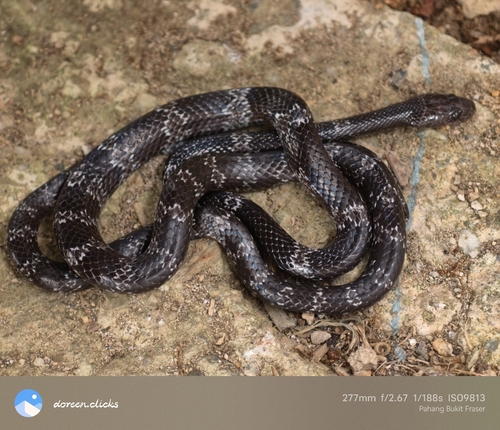 Butler's Wolf Snake