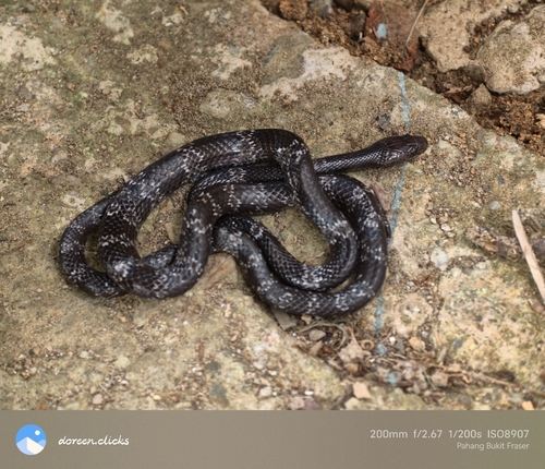 Butler's Wolf Snake