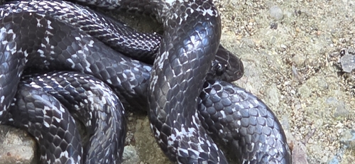 Butler's Wolf Snake