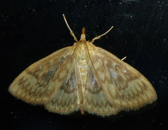 Crocidophora serratissimalis