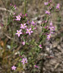 Centaurium erythraea