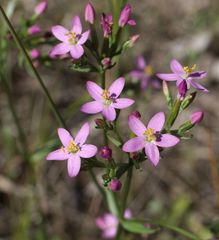 Centaurium erythraea