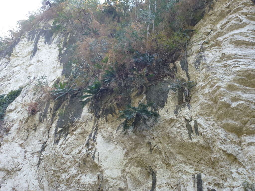 Cycad (Cycas falcata)