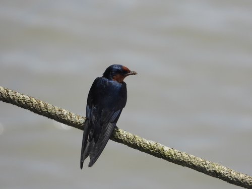 Hirundo javanica