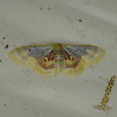 Idaea scintillularia