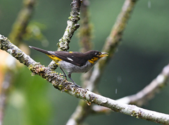 Hemithraupis flavicollis