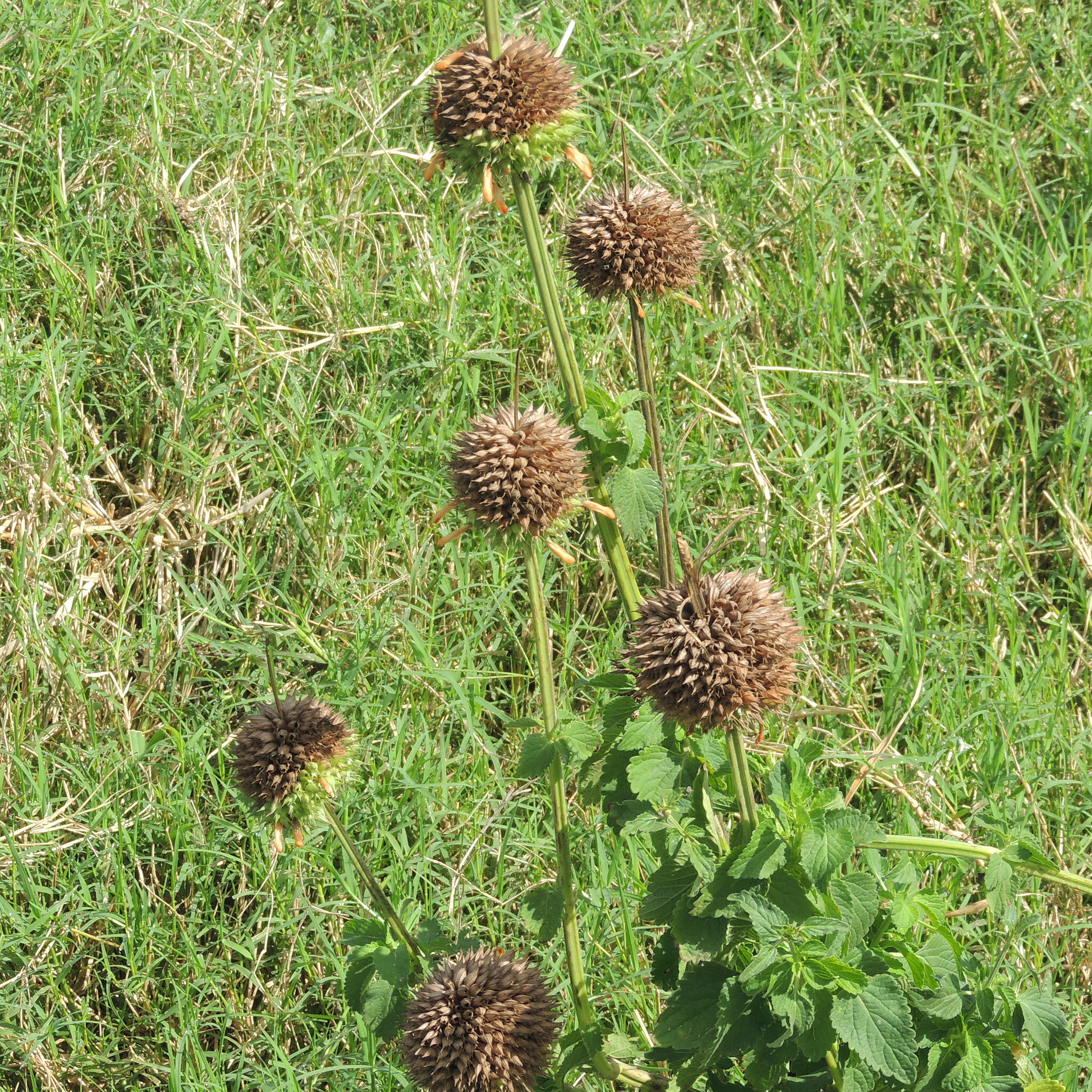 Leonotis nepetifolia