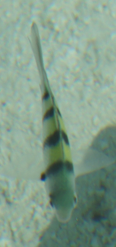 Indo-Pacific Sergeant Major (Abudefduf vaigiensis)