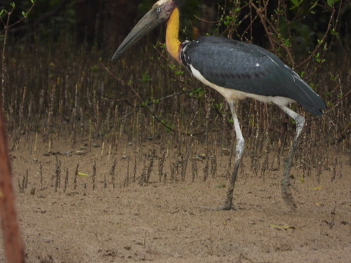 Leptoptilos javanicus