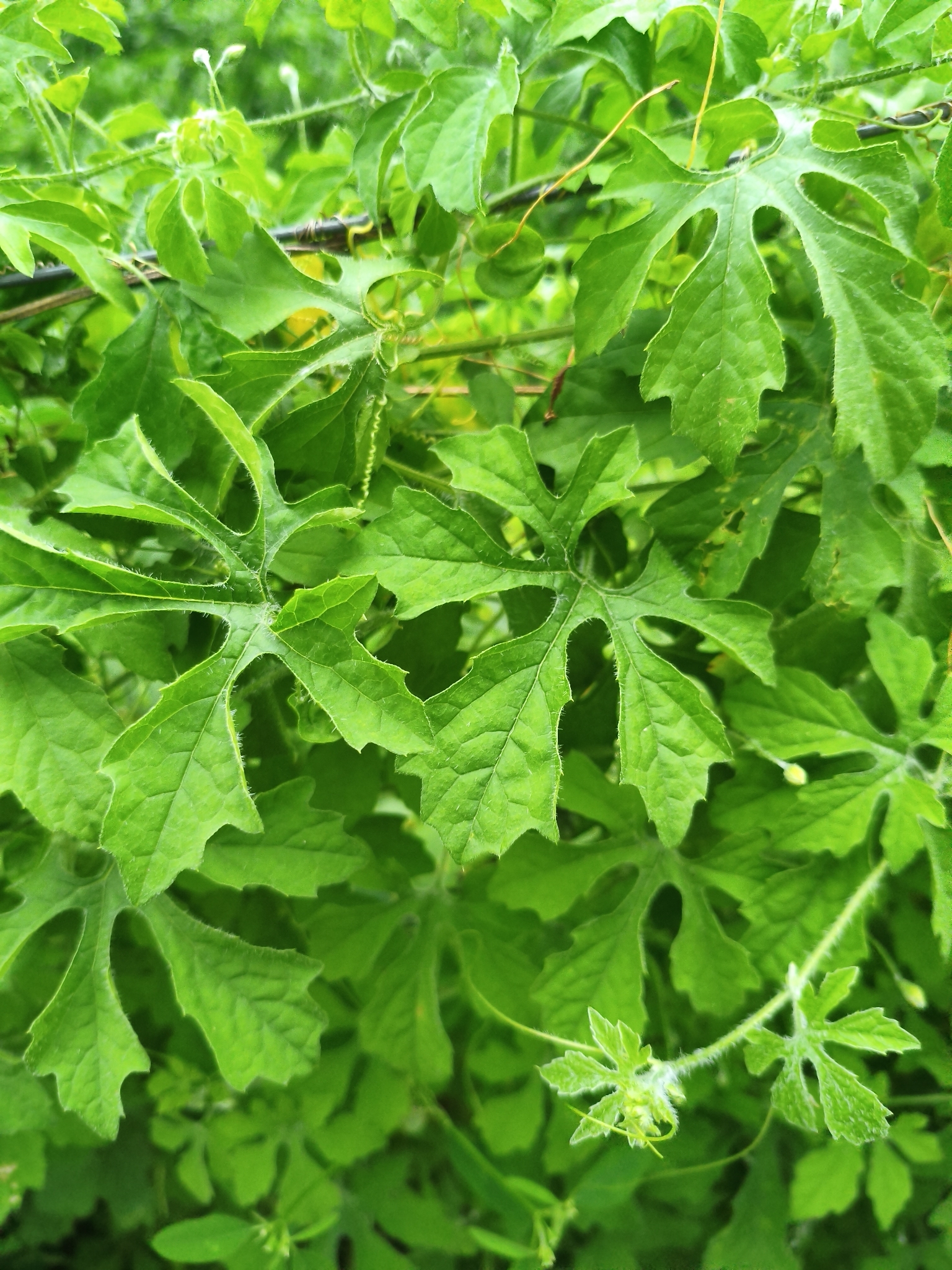 Momordica charantia