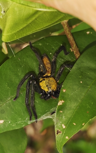 Thelcticopis orichalcea