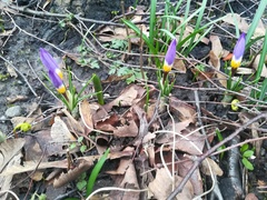 Crocus sublimis