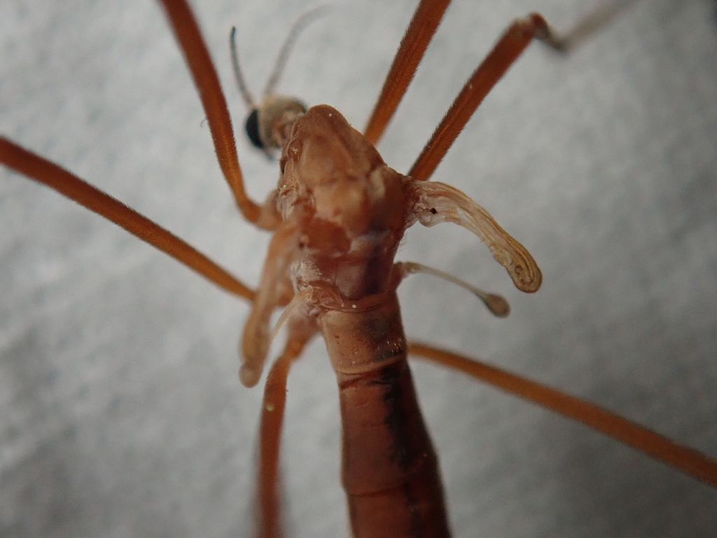 Tricyphona subaptera