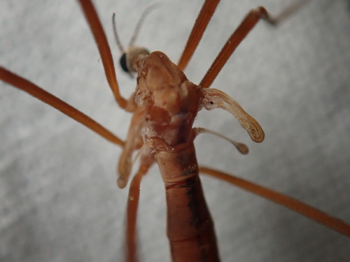 Tricyphona subaptera