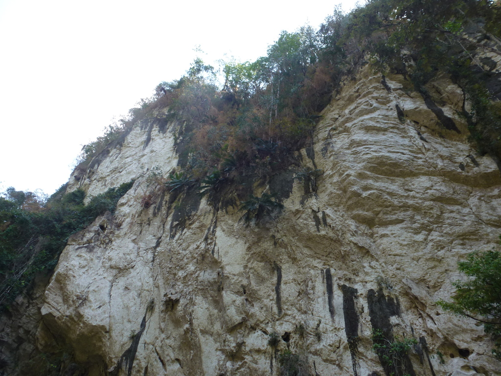 Cycas falcata (Cycas falcata)