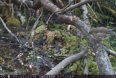 Turdus philomelos philomelos