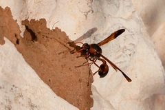 Delta dimidiatipenne