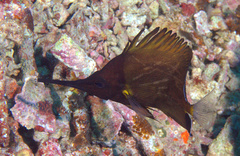 Forcipiger longirostris