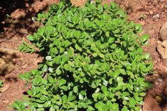 Plante De Jade (Crassula ovata)