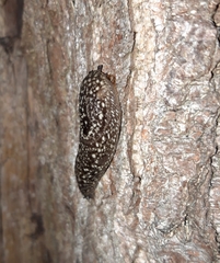 Geomalacus maculosus