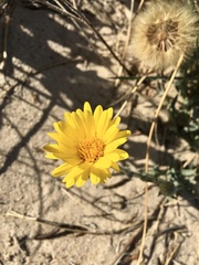 Noticastrum acuminatum