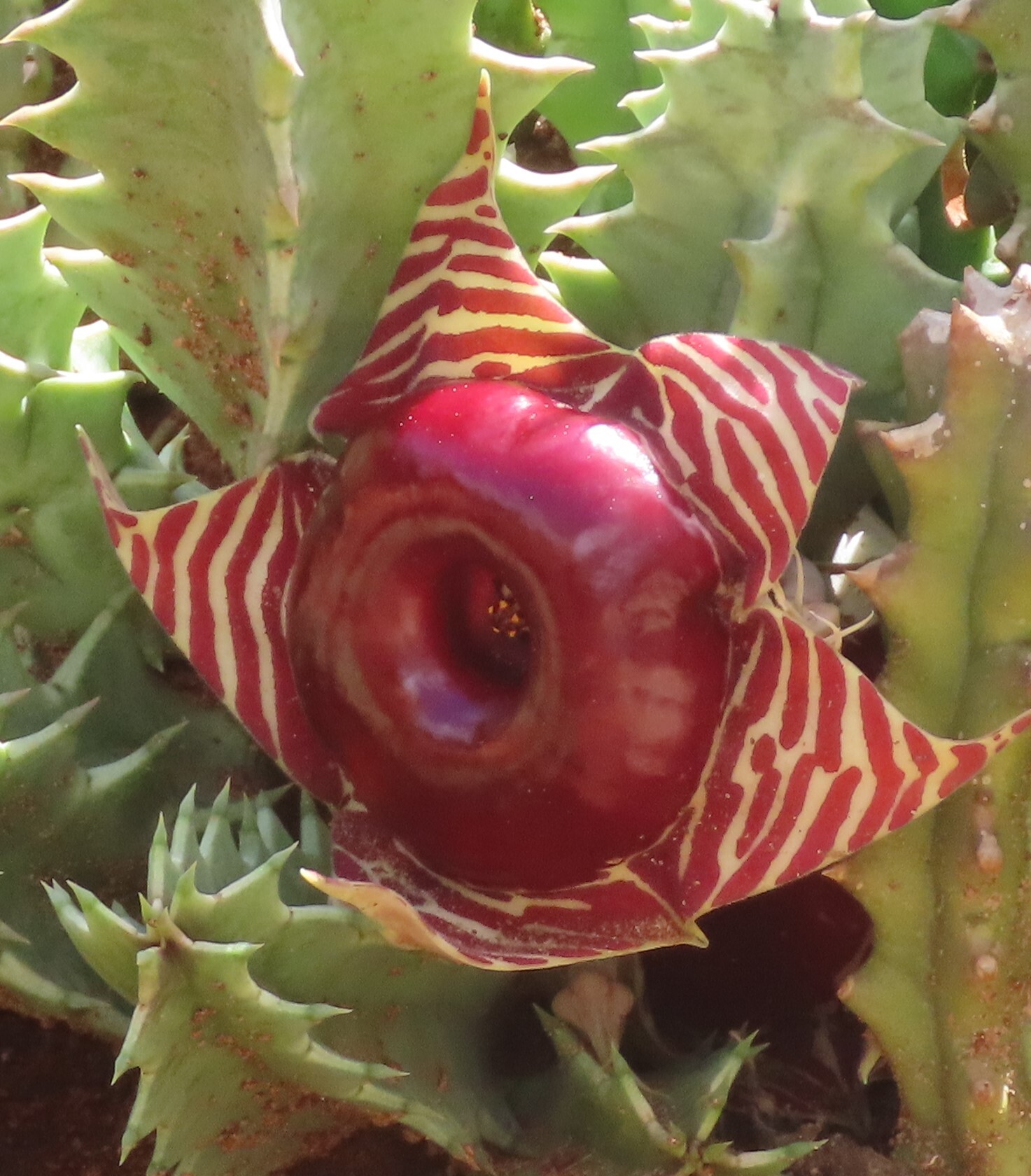 Ceropegia zebrina