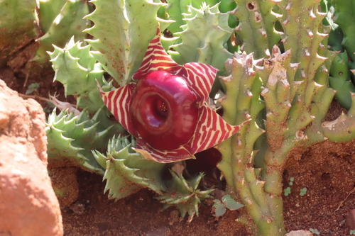 Ceropegia zebrina