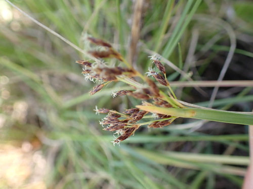 Fimbristylis complanata observed 2026-03-10