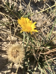 Noticastrum acuminatum