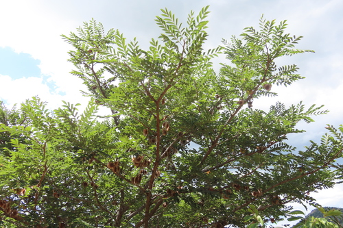 Pterocarpus angolensis, photograph 4