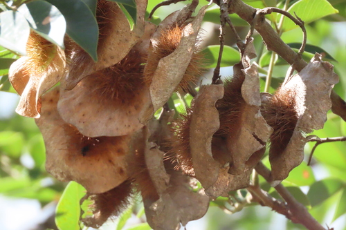 Pterocarpus angolensis, photograph 3