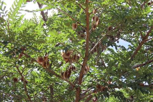 kiaat (Pterocarpus angolensis)