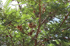 (c) Bruno - Yolande Zanette, some rights reserved (CC BY) Pterocarpus angolensis, photograph (c) Bruno - Yolande Zanette, some rights reserved (CC BY)