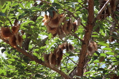 (c) Bruno - Yolande Zanette, some rights reserved (CC BY) Pterocarpus angolensis, photograph (c) Bruno - Yolande Zanette, some rights reserved (CC BY)