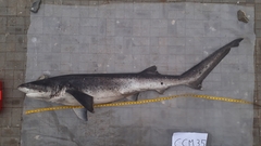 Notorynchus cepedianus