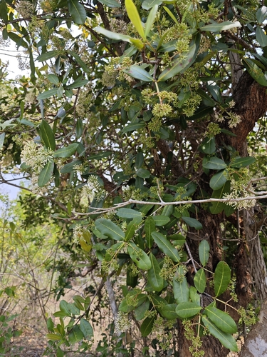 Torch tree (Ixora pavetta)