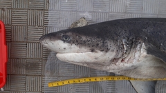 Notorynchus cepedianus