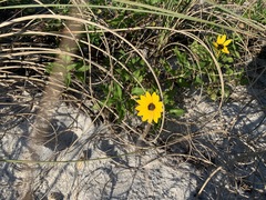 Helianthus debilis image