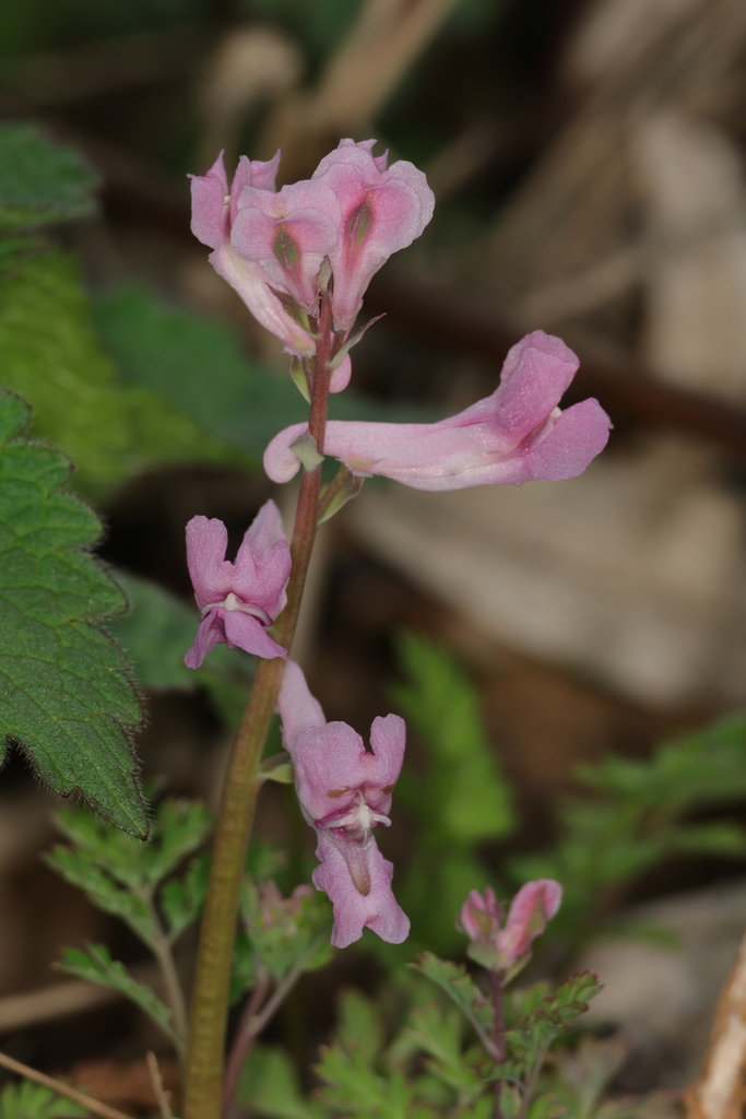 Corydalis edulis; photograph Lihai Song, CC0, iNaturalist via GBIF