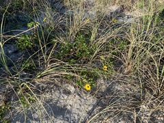Helianthus debilis image