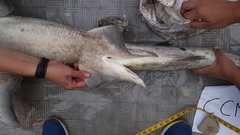 Notorynchus cepedianus