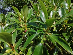 Myoporum insulare