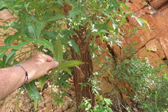 Cussonia natalensis, photograph (c) Bruno - Yolande Zanette, some rights reserved (CC BY)