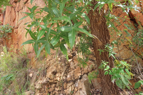 Five-Finger Tree (Cussonia natalensis)
