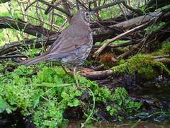 Turdus philomelos philomelos