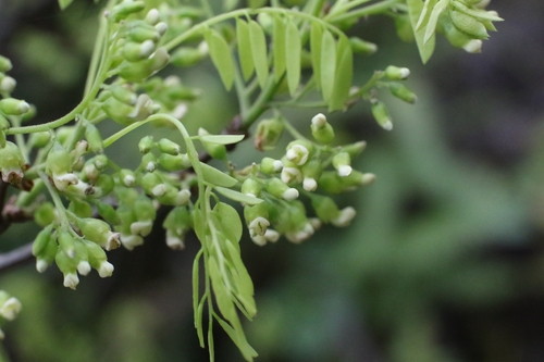 Dalbergia hancei observed 2026-03-10