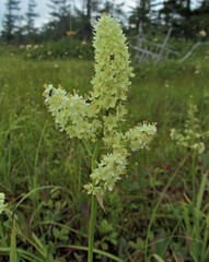 Stenanthium leimanthoides