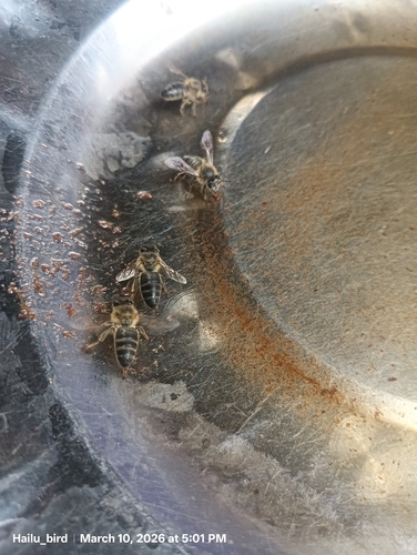 Western Honey Bee